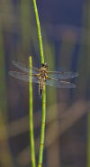 Dragonfly at Hay Lake