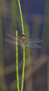 Dragonfly at Hay Lake