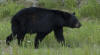 Black Bear