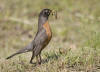 American Robin at Hay Lake