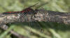 Dragonfly at Hay Lake