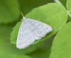 Moth at Hay Lake