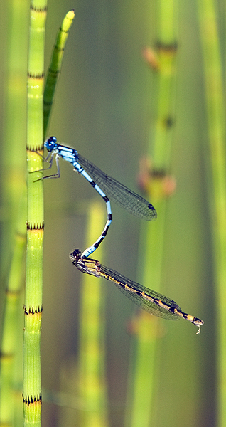 Dragonflies+mating+habits