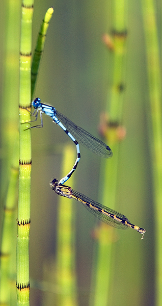 Dragonflies+mating+season