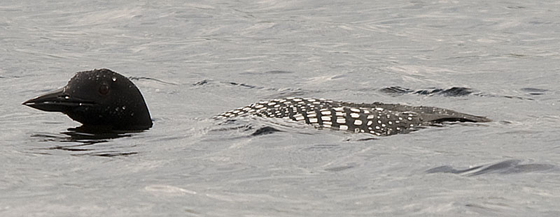 common loon feet. us to the Common Loon