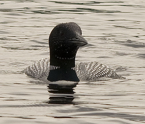common loon in flight. Leg # 1; West Access Route: