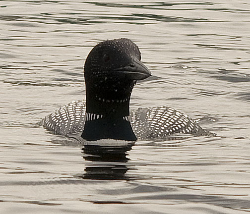 common loon range. common loon drawing.