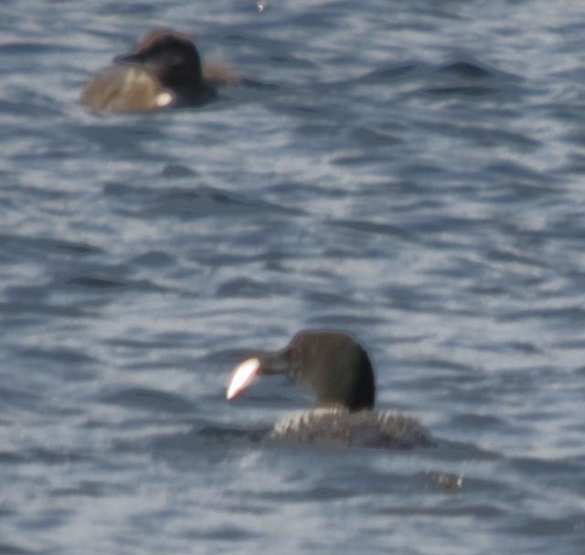 common loon feet. One of the Loons had just