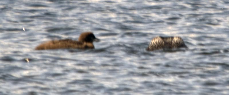 common loon feet. Leg # 8; Dalton Highway: