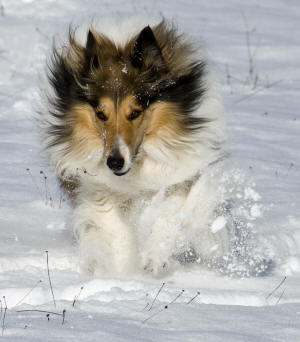 Gracie with Fur Flying