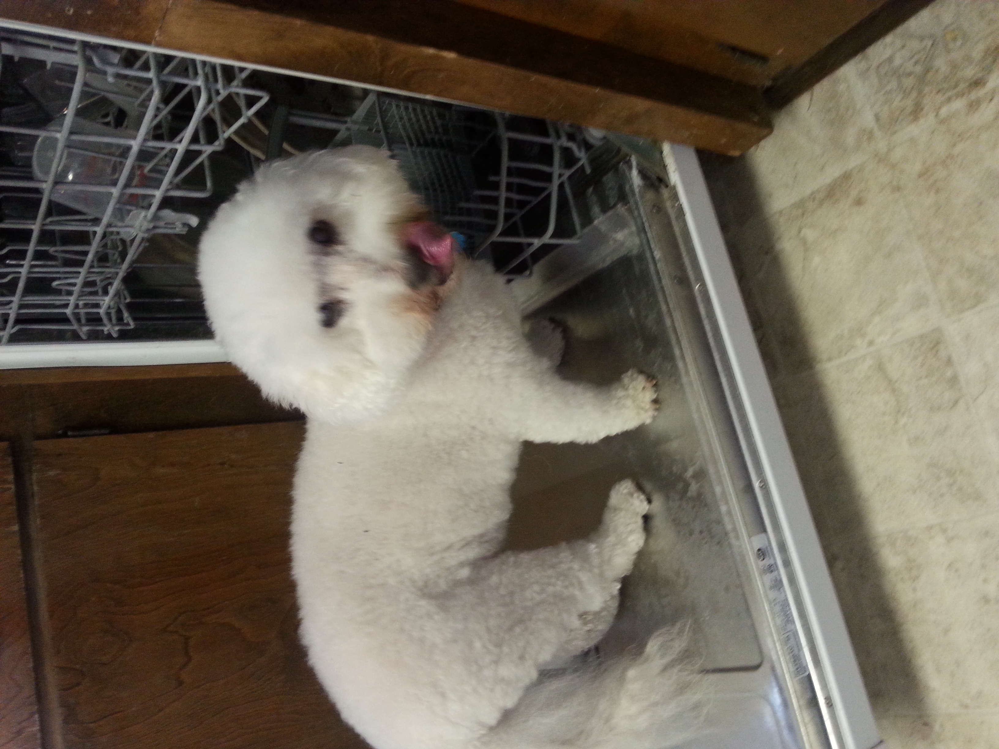 Bosun in dishwasher