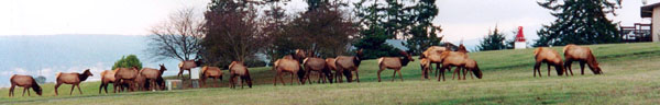 Elk at home