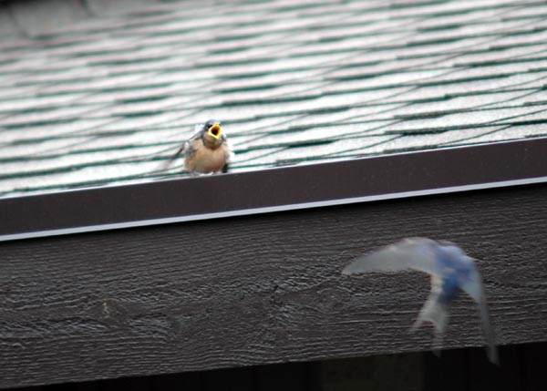 Barn Swallow fledling