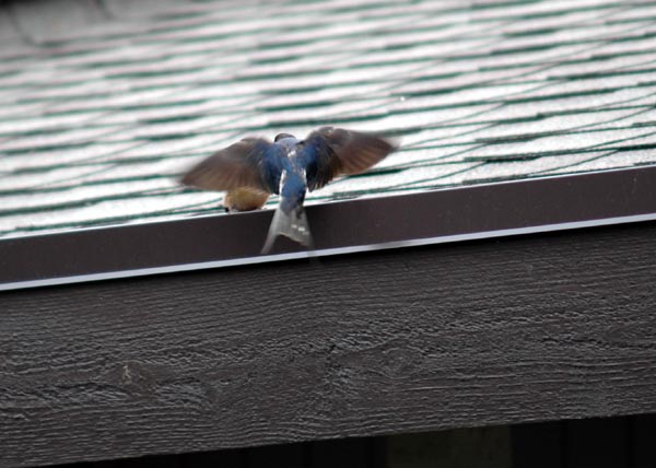 Barn Swallow fledling