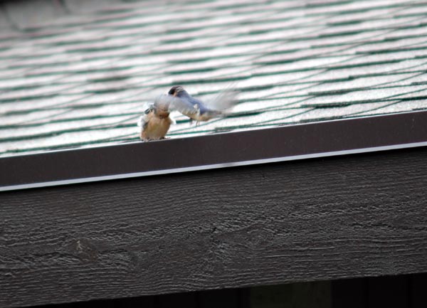 Barn Swallow fledling