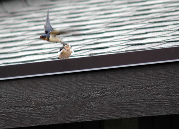 Barn Swallow fledling