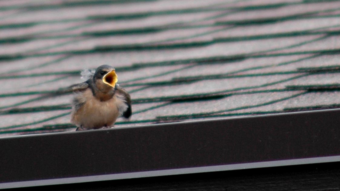 Barn Swallow fledling