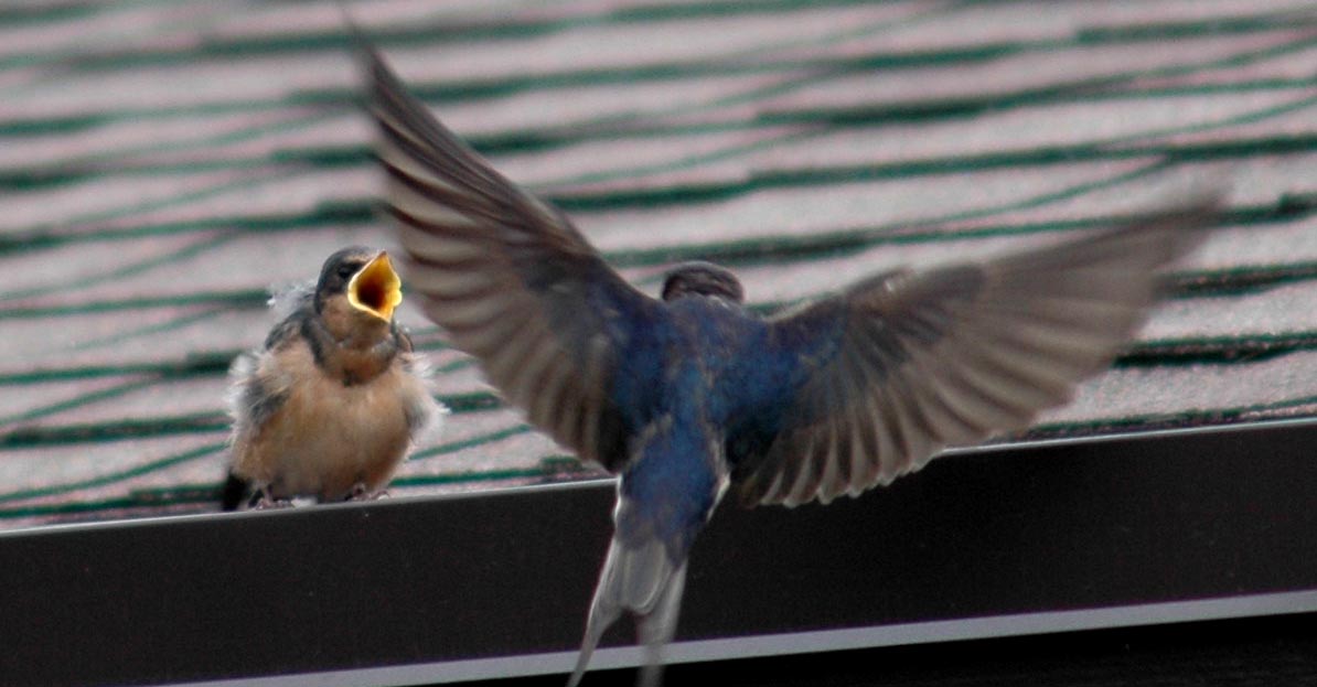 Barn Swallow fledling