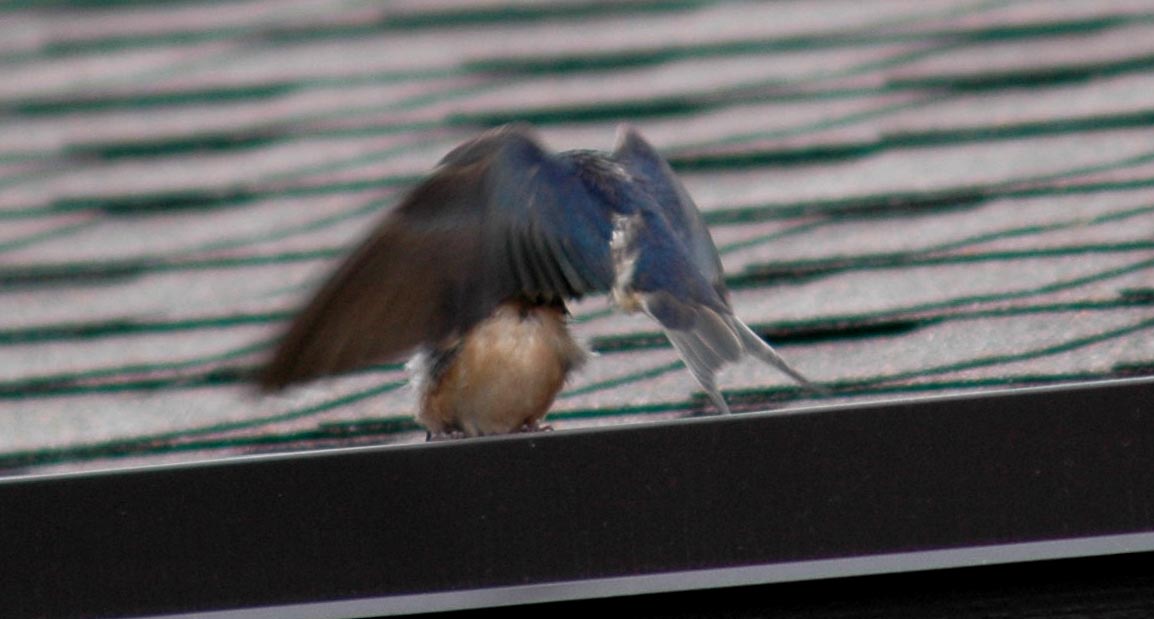 Barn Swallow fledling'
