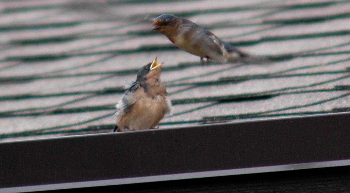 Barn Swallow fledling