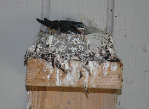 Barn Swallow chick