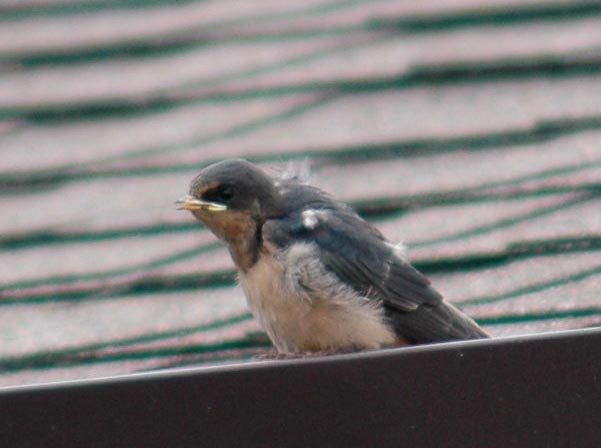 Barn Swallow fledling