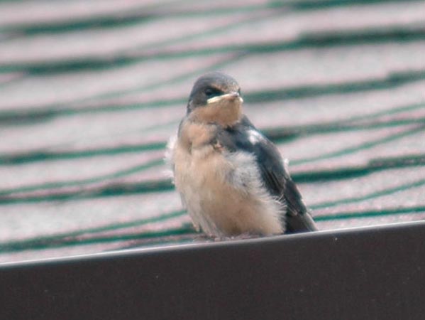 Barn Swallow fledling