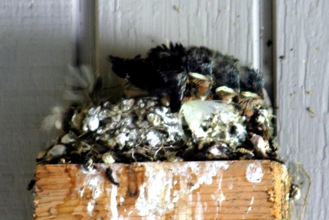 Barn swallows chicks feeding