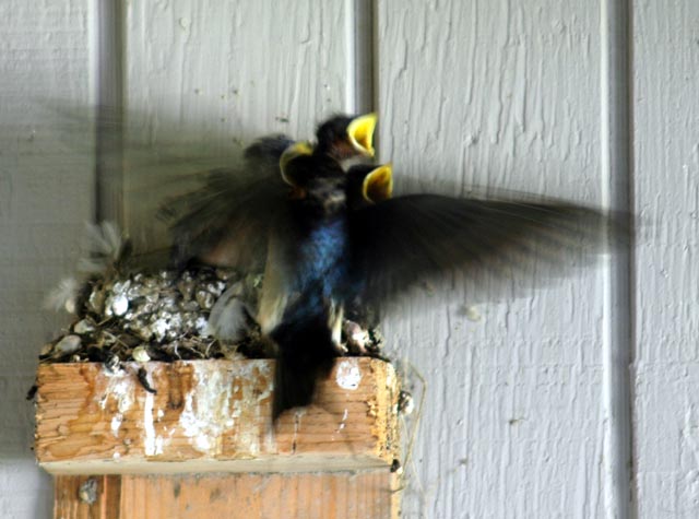 Barn swallows chicks feeding