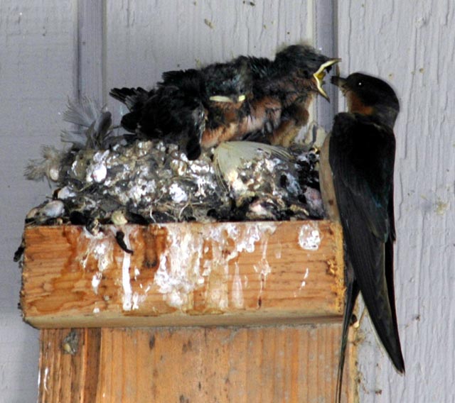 Barn swallows chicks feeding
