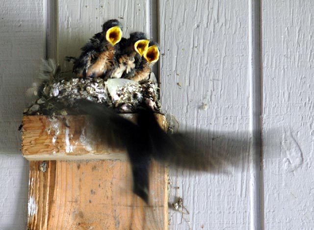 Barn swallows chicks feeding