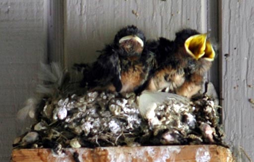 Barn swallows chicks feeding